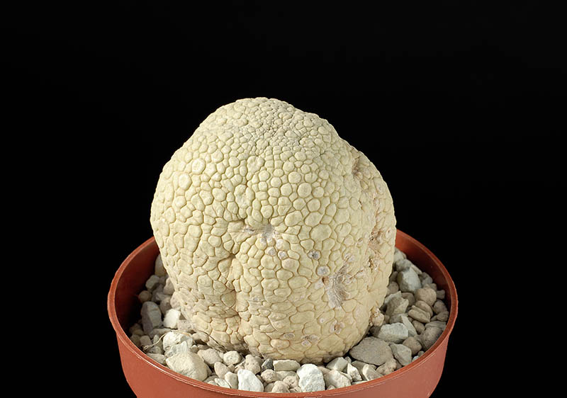 Pseudolithos migiurtinorum CM. 5 €  20,00.jpg